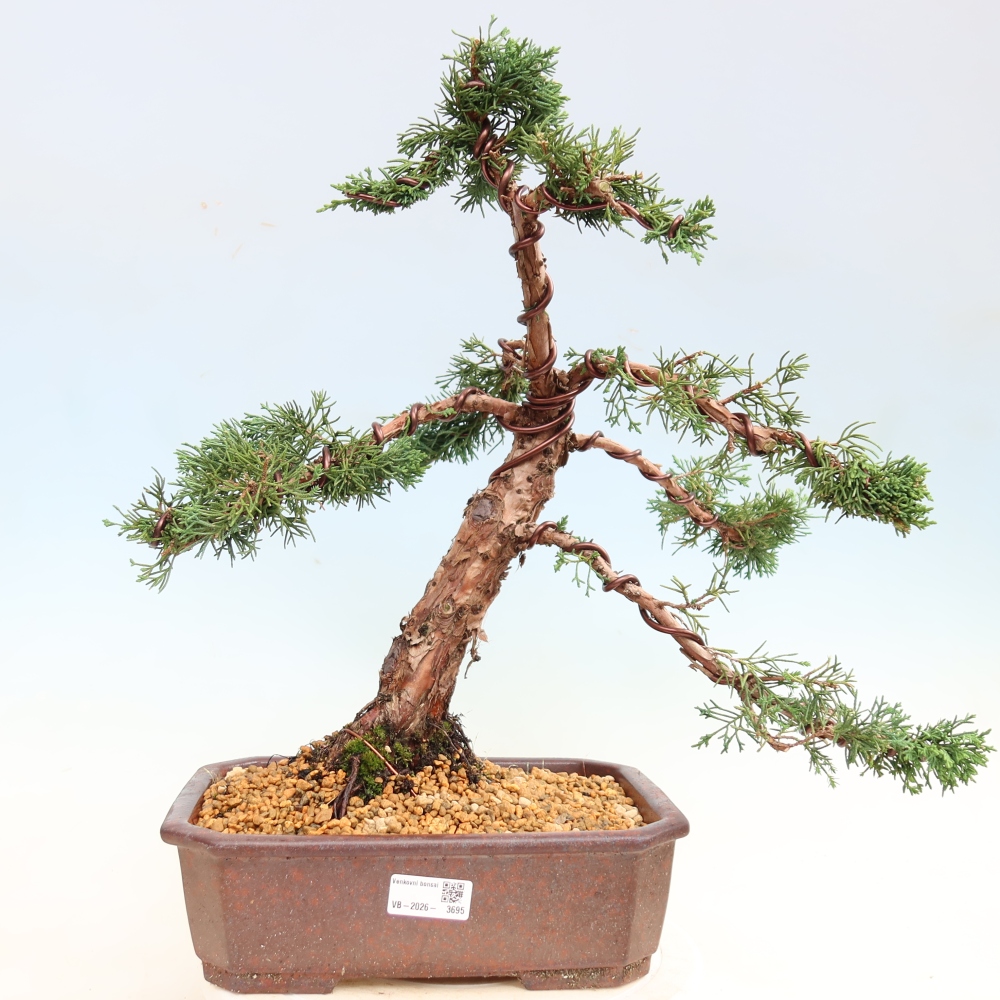 Bonsai da esterno - Juniperus chinensis Kishu