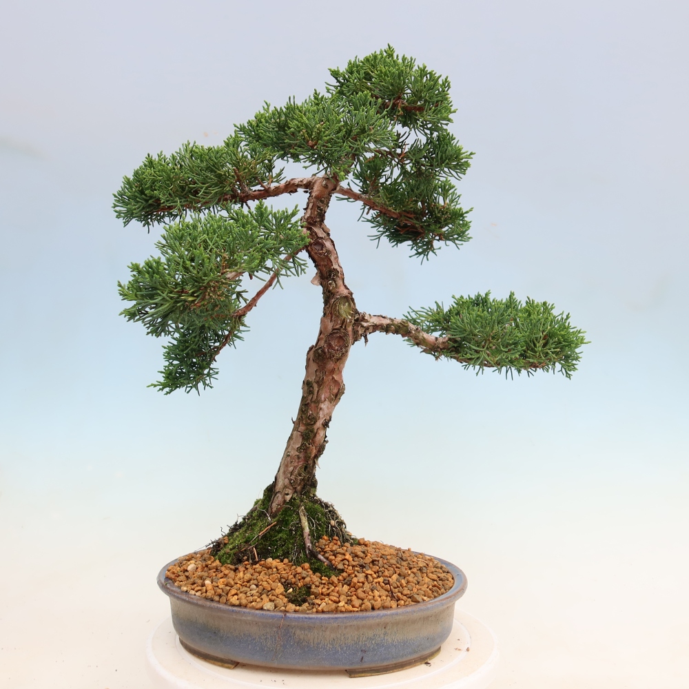 Bonsai da esterno - Juniperus chinensis Kishu