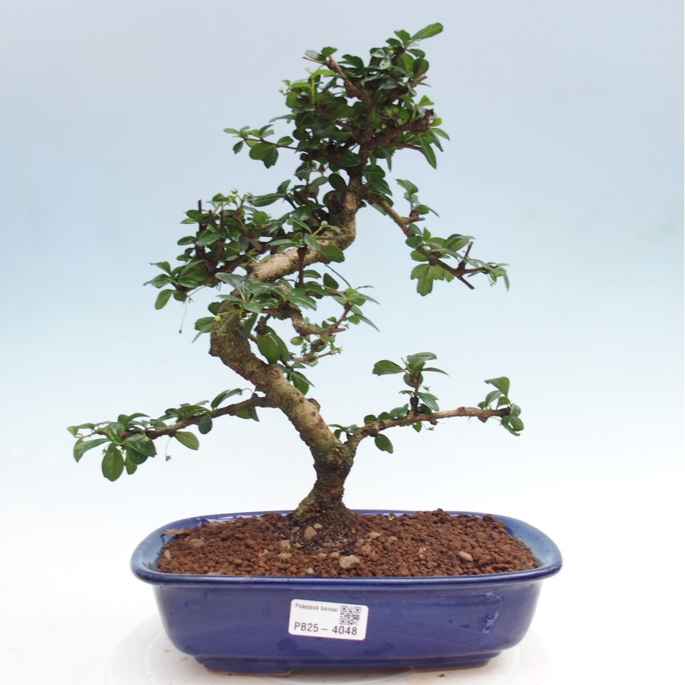 Camera bonsai - Carmona macrophylla - Tea fuki