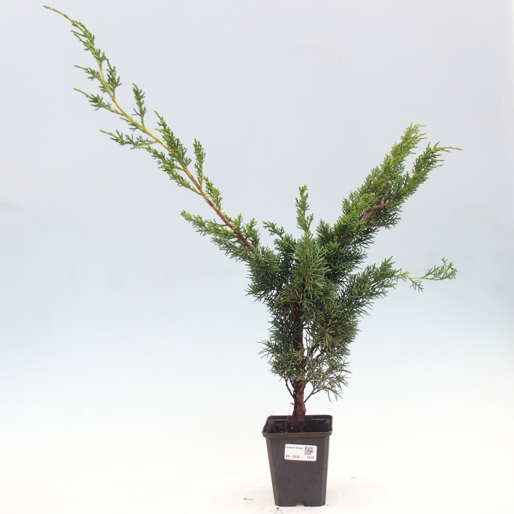 Bonsai da esterno - Juniperus chinensis Kishu