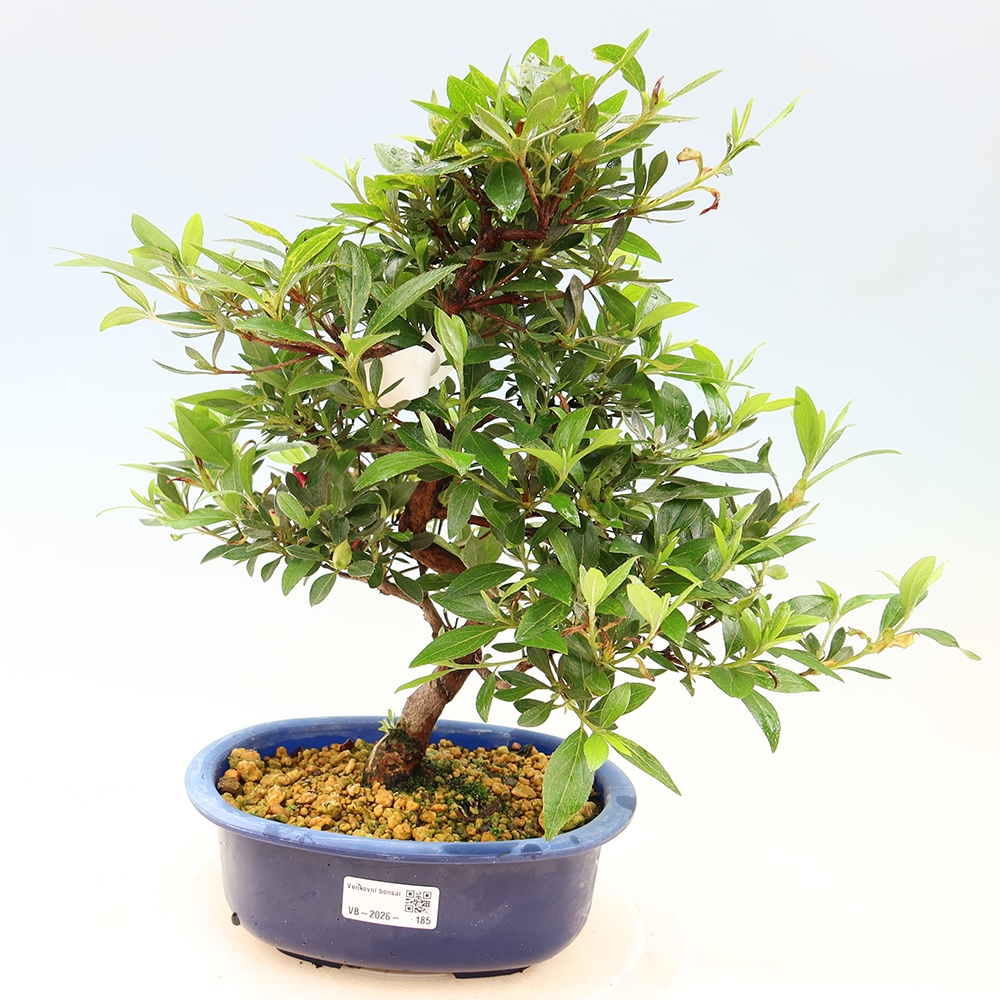 Bonsai da esterno - Azalea giapponese - Azalea Yoko