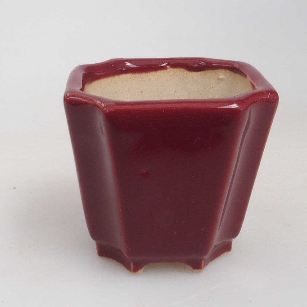 Mini bonsai 4 x 4 x 4 cm, bordeaux