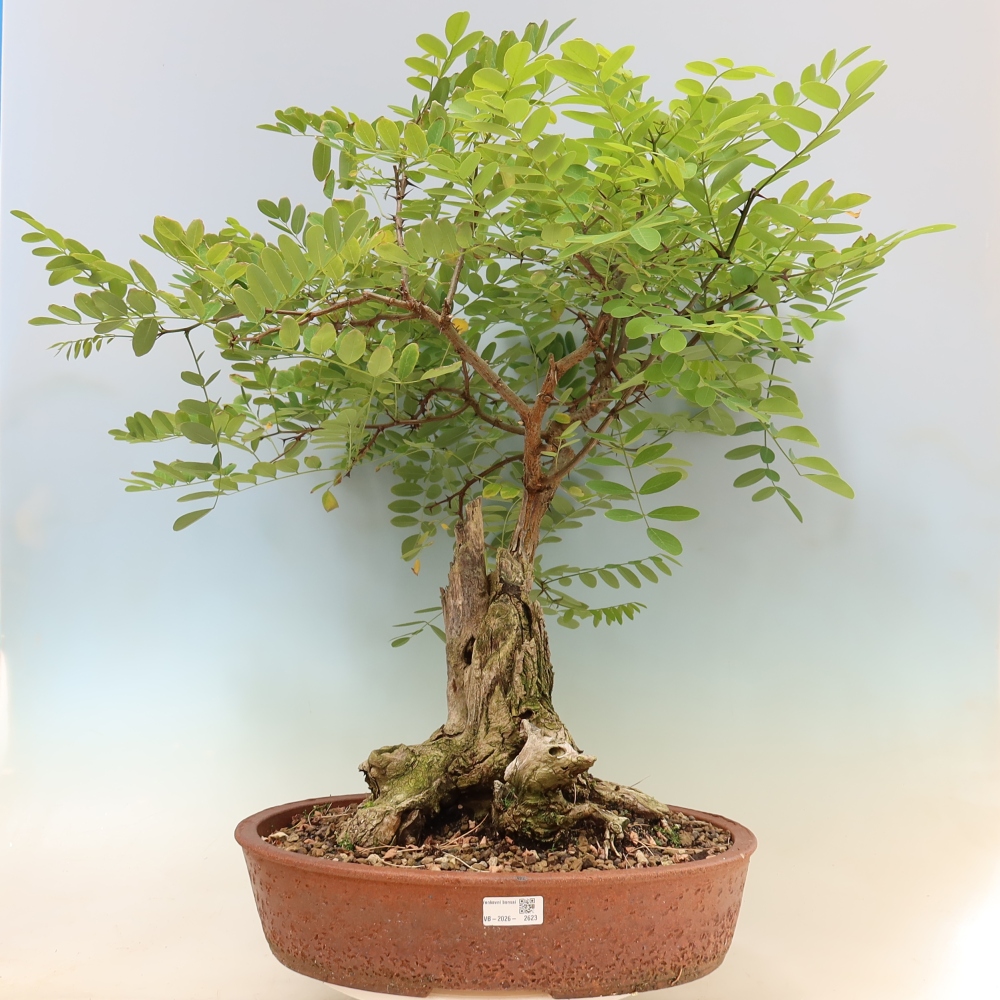 Bonsai da esterno - Acacia spinosa - Robinia pseudoacacia