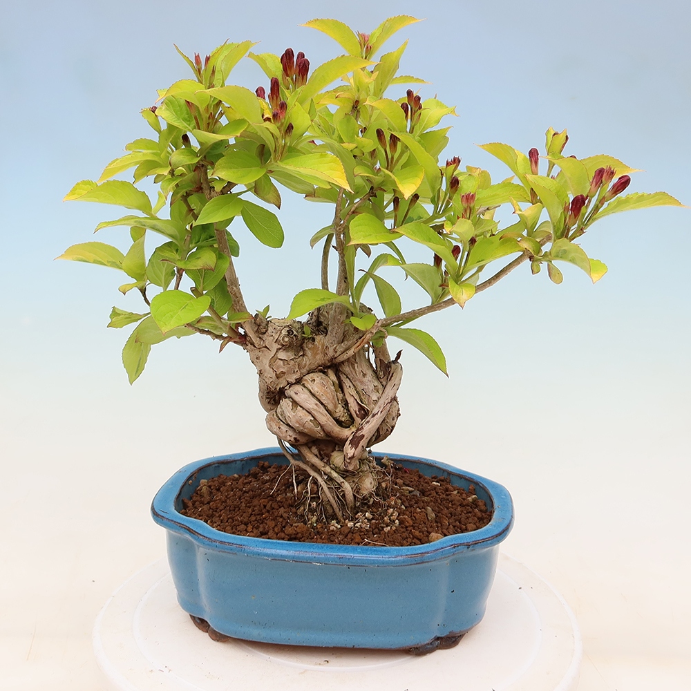 Bonsai da esterno - Weigela subsessilis - Weigela coreana
