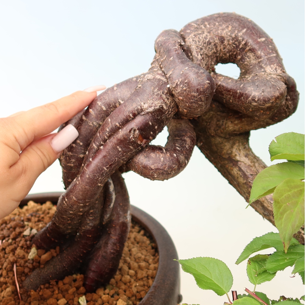 Bonsai da esterno - Albicocco giapponese - Prunus Mume