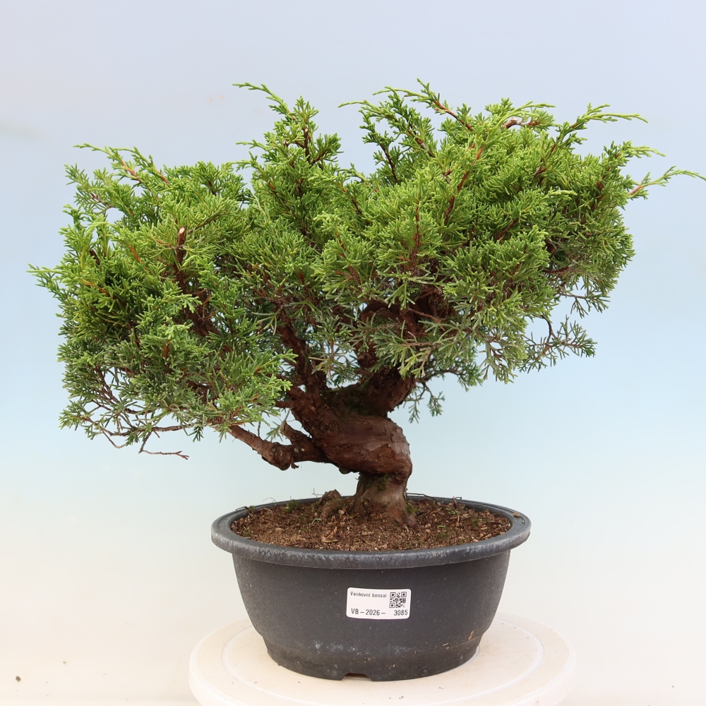 Bonsai da esterno - Juniperus chinensis Itoigawa-Juniperus chinensis