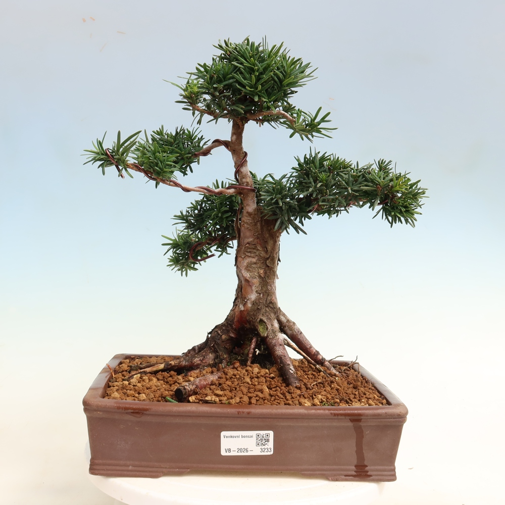 Bonsai da esterno - Taxus cuspidata - Tasso giapponese