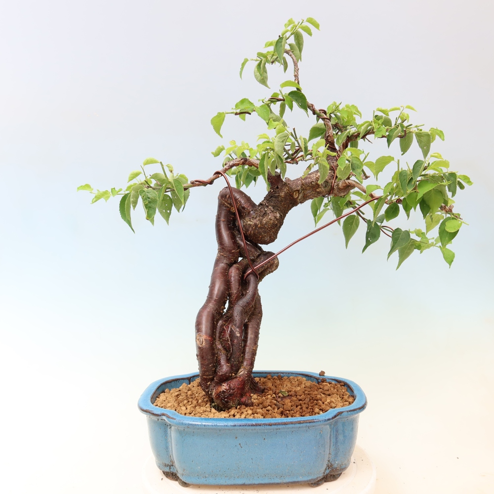 Bonsai da esterno - Albicocco giapponese - Prunus Mume