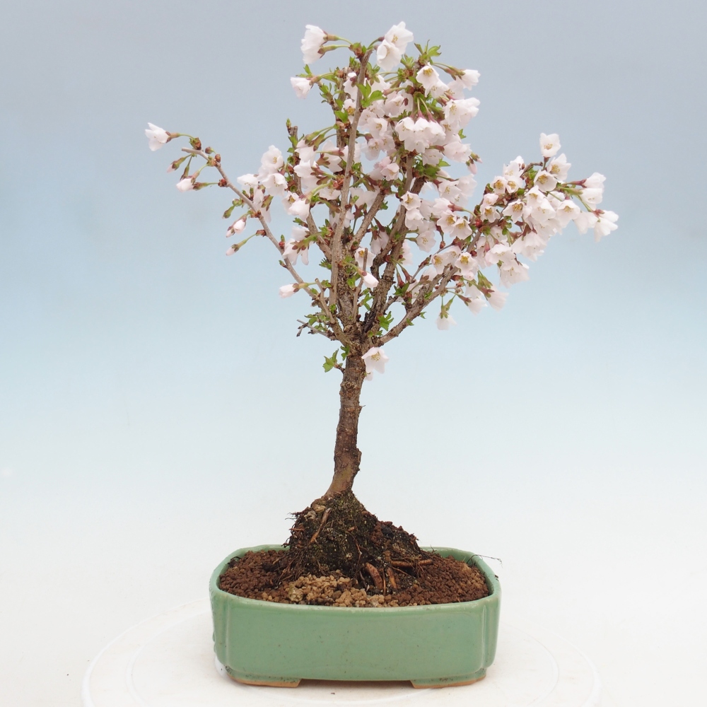 Bonsai da esterno - Prunus incisa Kojou-no mai-Plivon ritagliato