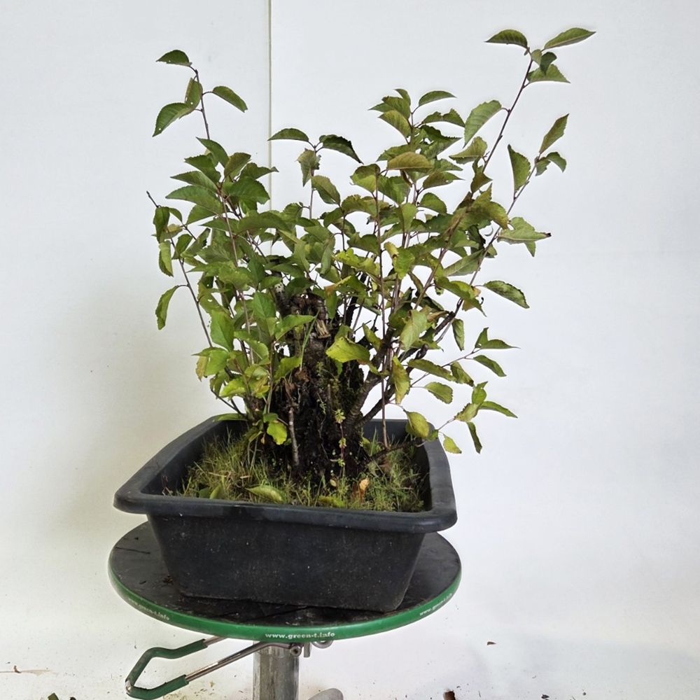 Bonsai da esterno Ciliegio - Prunus aviata
