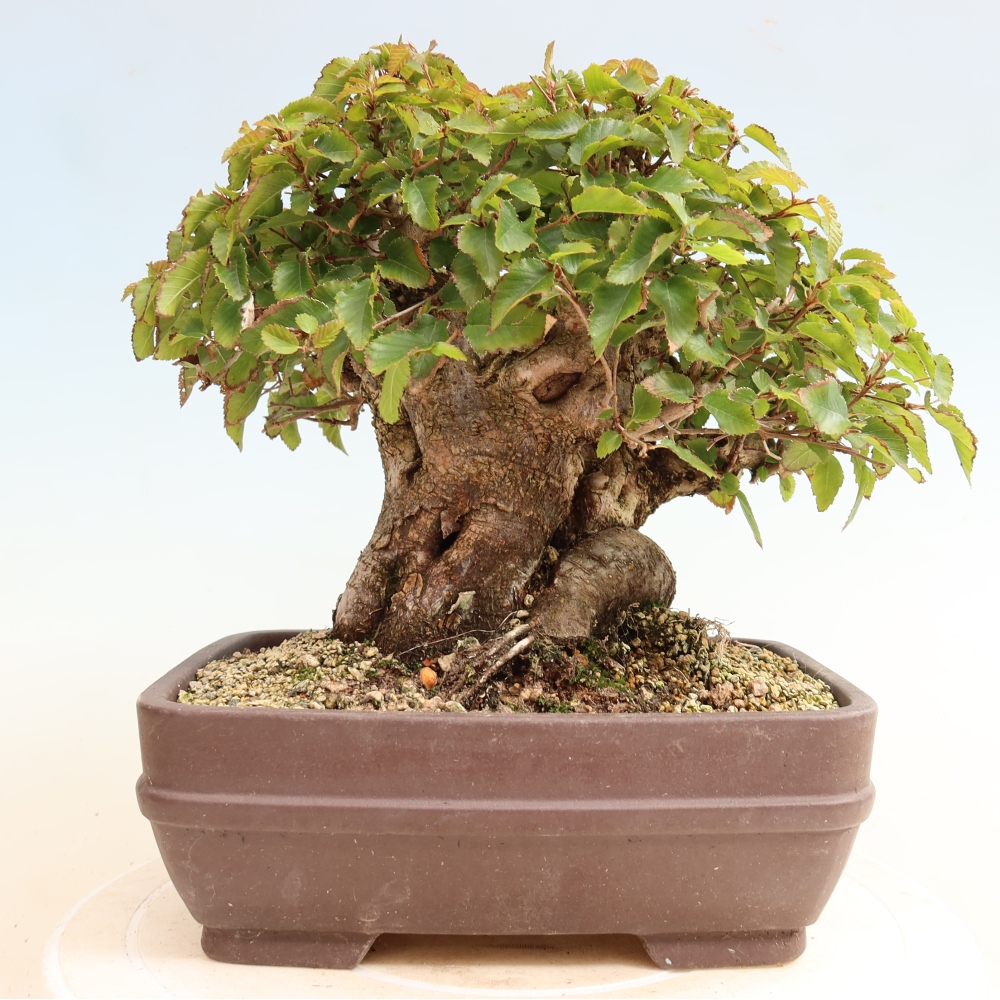 Bonsai da esterno -Carpinus CARPINOIDES - Carpino coreano