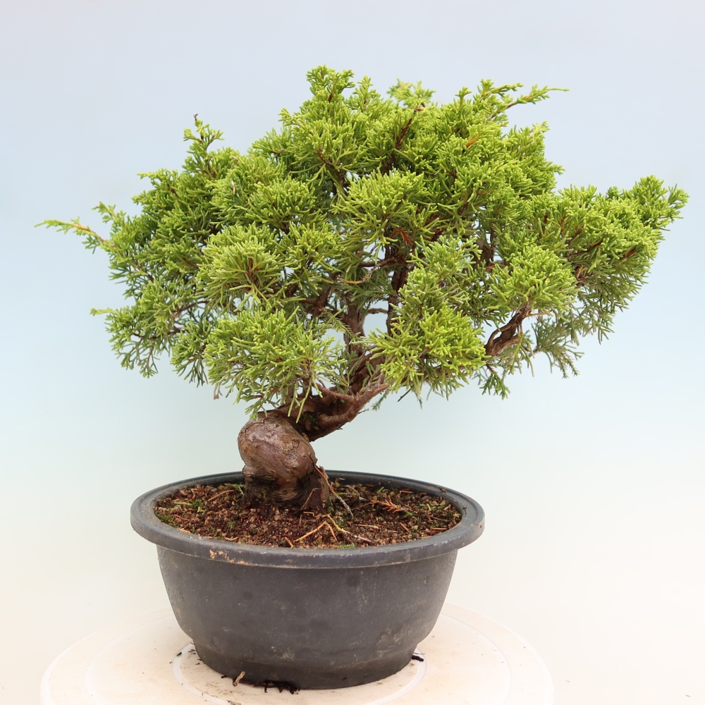 Bonsai da esterno - Juniperus chinensis Itoigawa-Juniperus chinensis