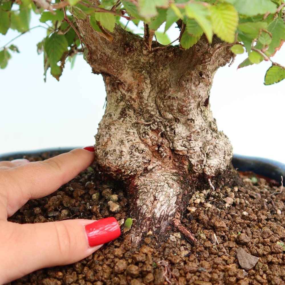 Bonsai da esterno -Carpinus Coreana - Carpino coreano