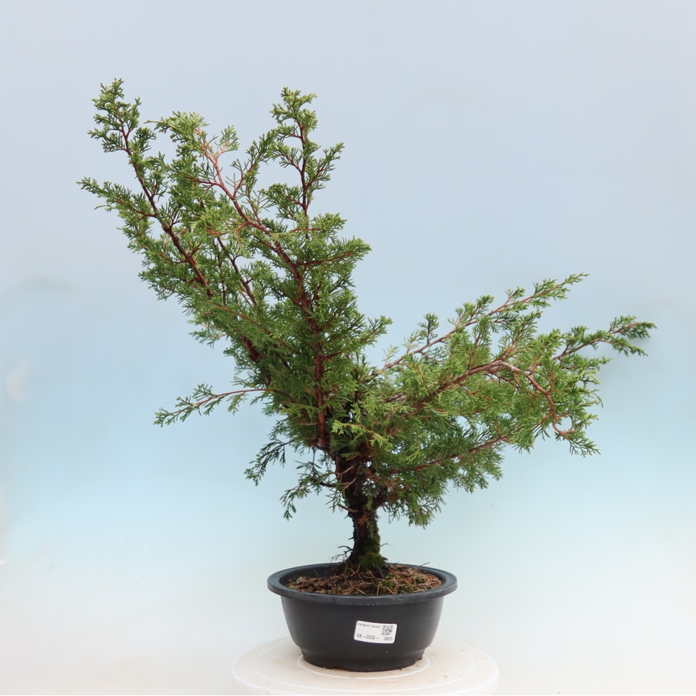 Bonsai da esterno - Juniperus chinensis Itoigawa - Ginepro cinese