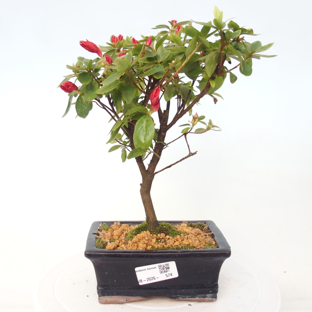 Bonsai da esterno - Azalea giapponese - Azalea sp.