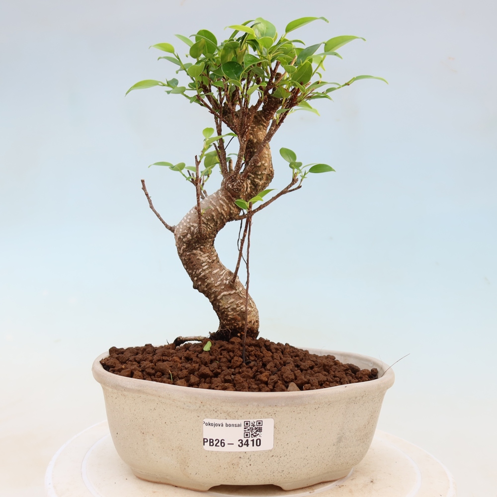 Camera bonsai - Ficus kimmen - ficus a foglie piccole