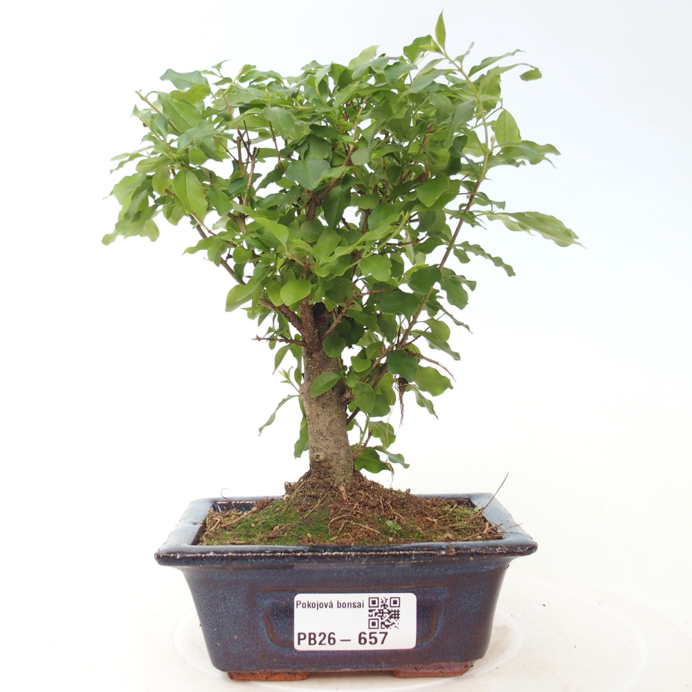 Camera bonsai -Ligustrum chinensis - Becco d'uccello