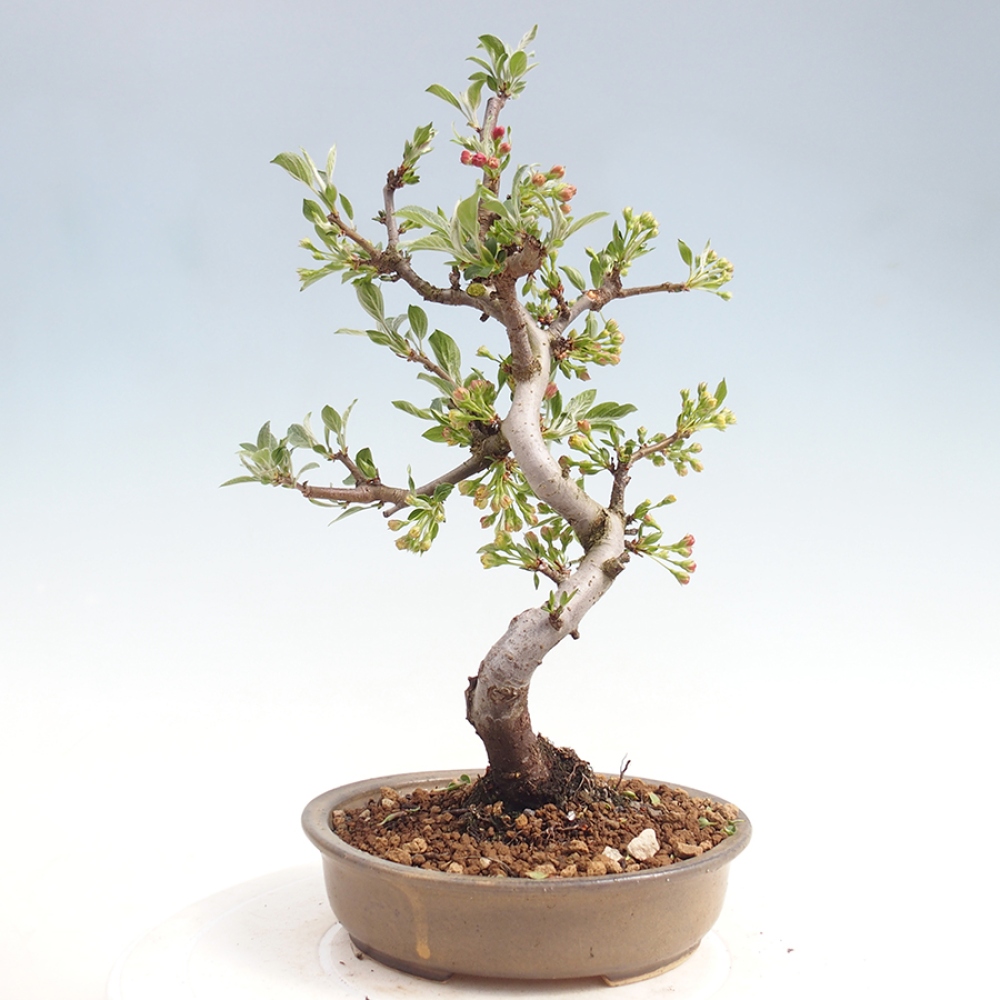Bonsai da esterno - Malus sargentii - Melo a frutto piccolo