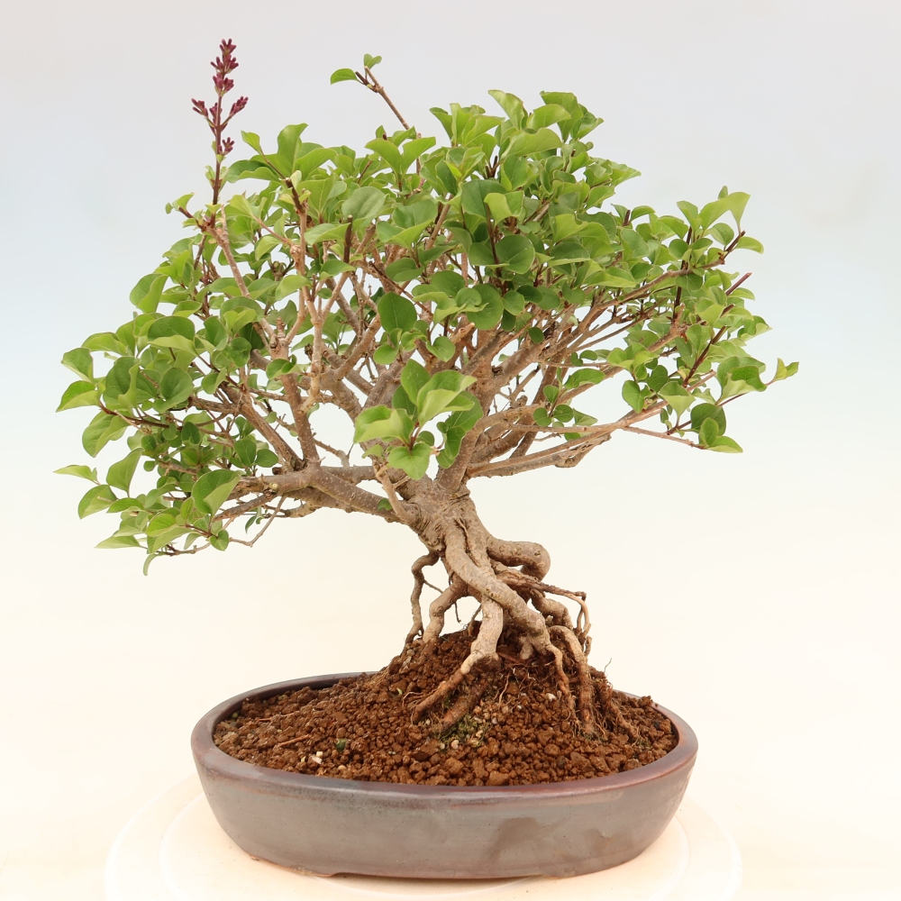 Bonsai da esterno - Syringa microphylla - lillà a fiore piccolo