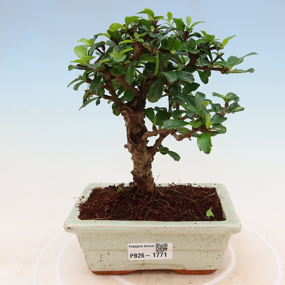 Camera bonsai - Carmona macrophylla - Tea fuki