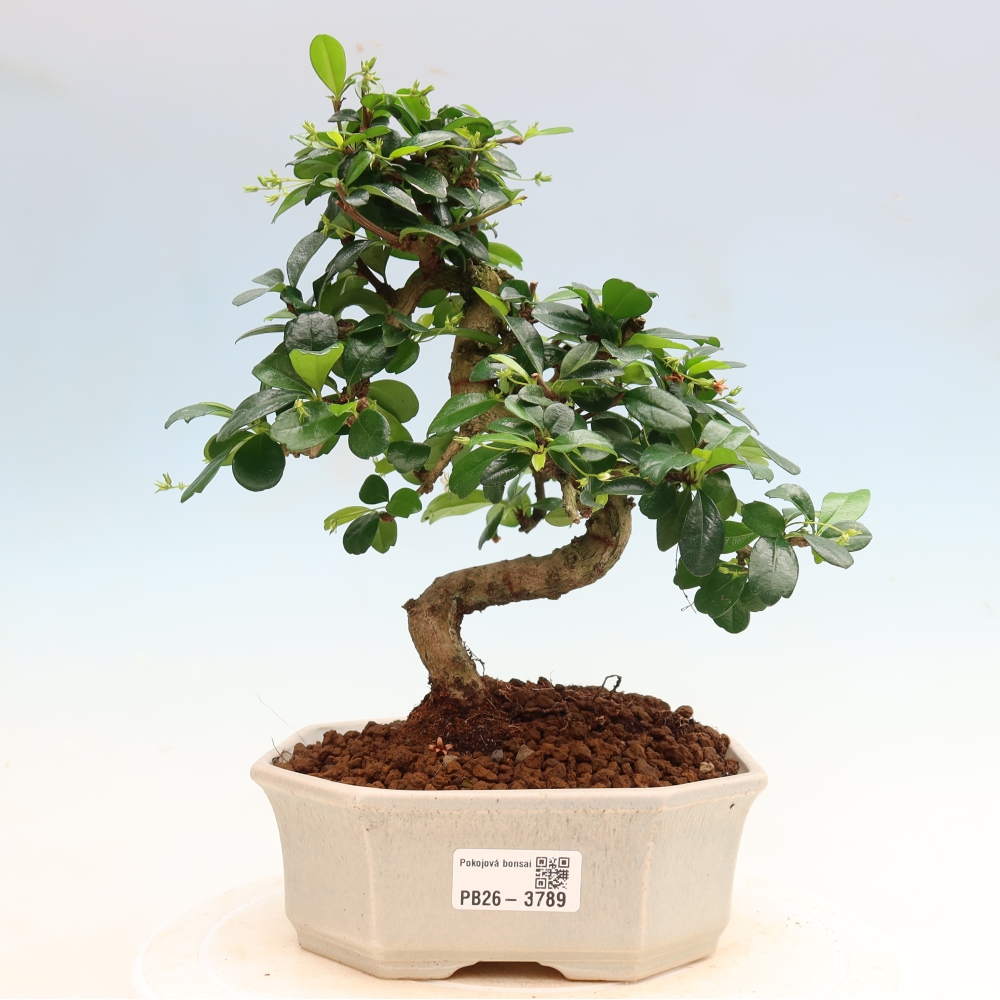 Camera bonsai - Carmona macrophylla - Tea fuki