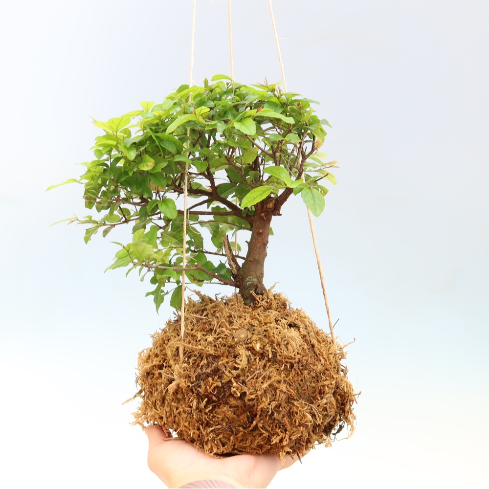 Kokedama in ceramica - Sagerecia tea - Sageretia thea