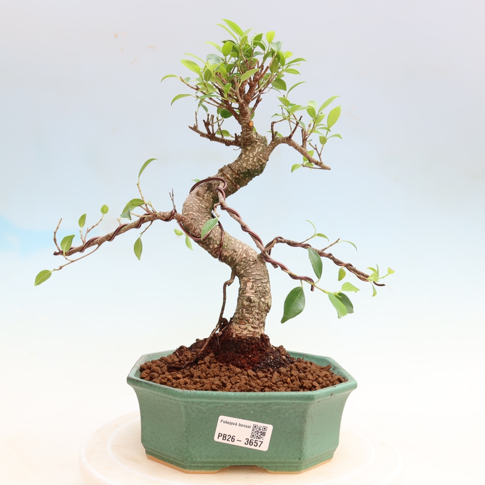 Camera bonsai - Ficus kimmen - ficus a foglie piccole