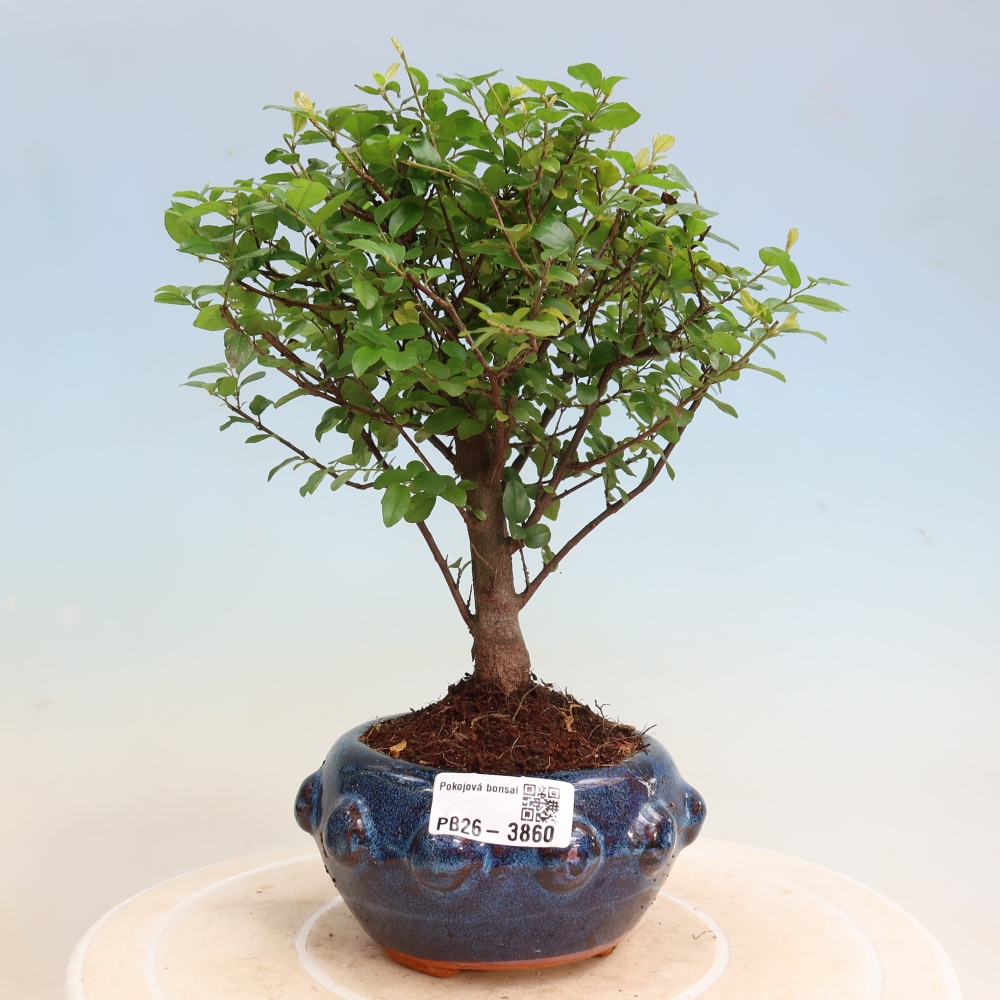 Camera bonsai - Sageretia thea - Sageretia thea