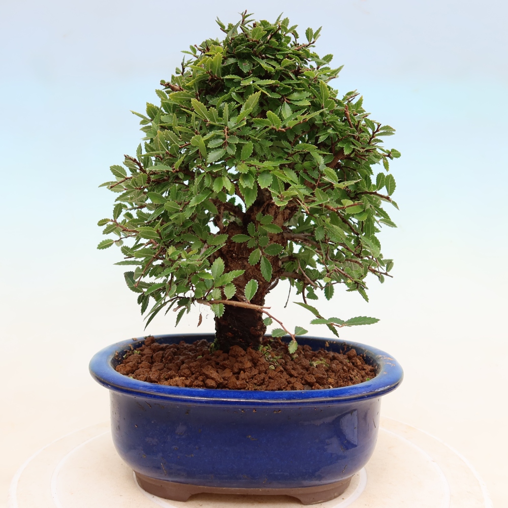 Bonsai da esterno - Zelkova - Zelkova NIRE