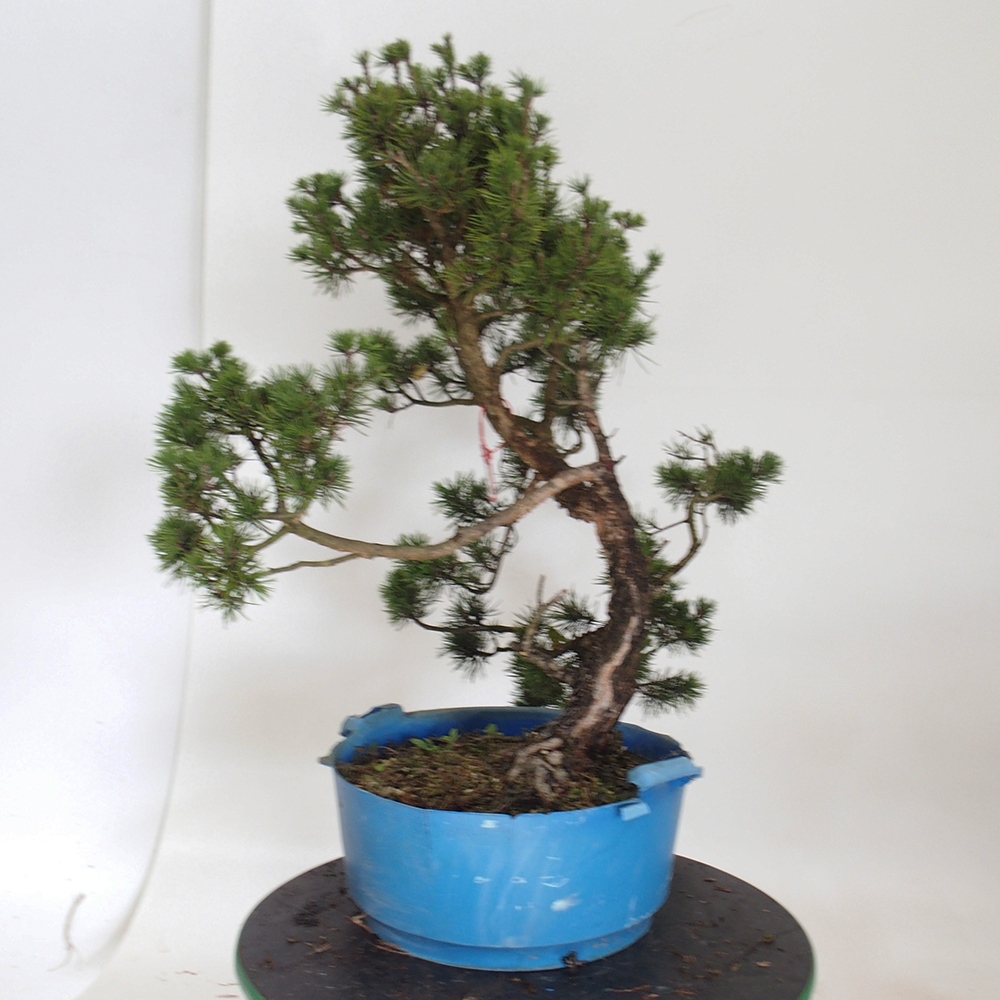 Yamadori - Pinus sylvestris Spagna