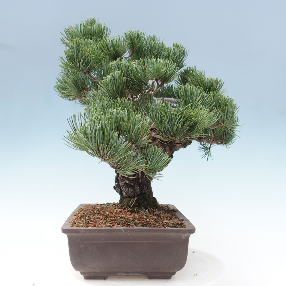 Bonsai da esterno - Pinus parviflora - Pinus parviflora