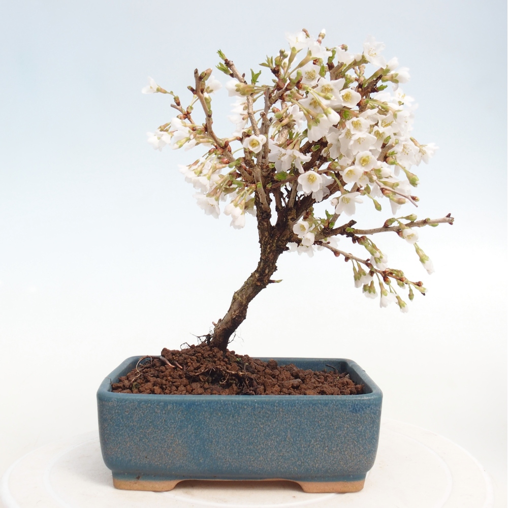 Bonsai da esterno - Prunus incisa Kojou-no mai-Plivon ritagliato