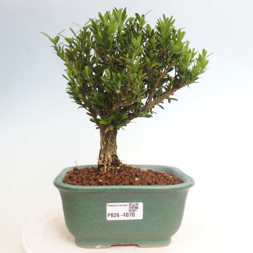 Camera bonsai - Buxus harlandii - buxus da sughero
