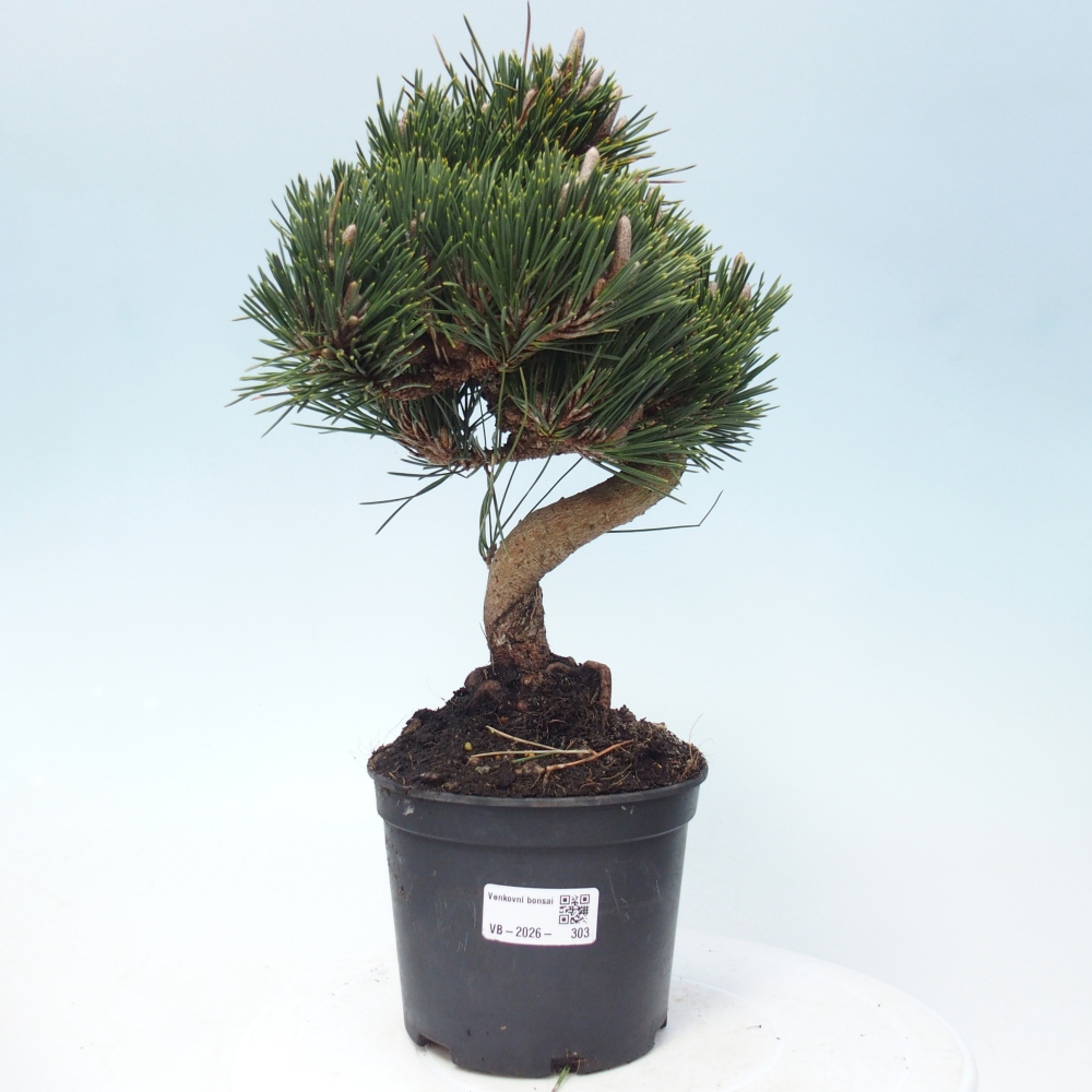 Bonsai da esterno - Pinus thunbergii senjyumaru - Pino di Thunberg