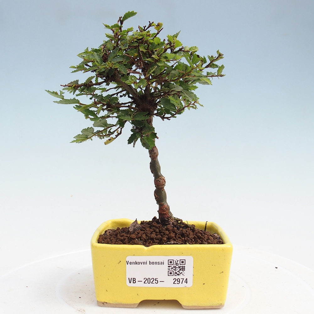 Bonsai da esterno - Ulmus parvifolia Sagei - Olmo a foglie piccole