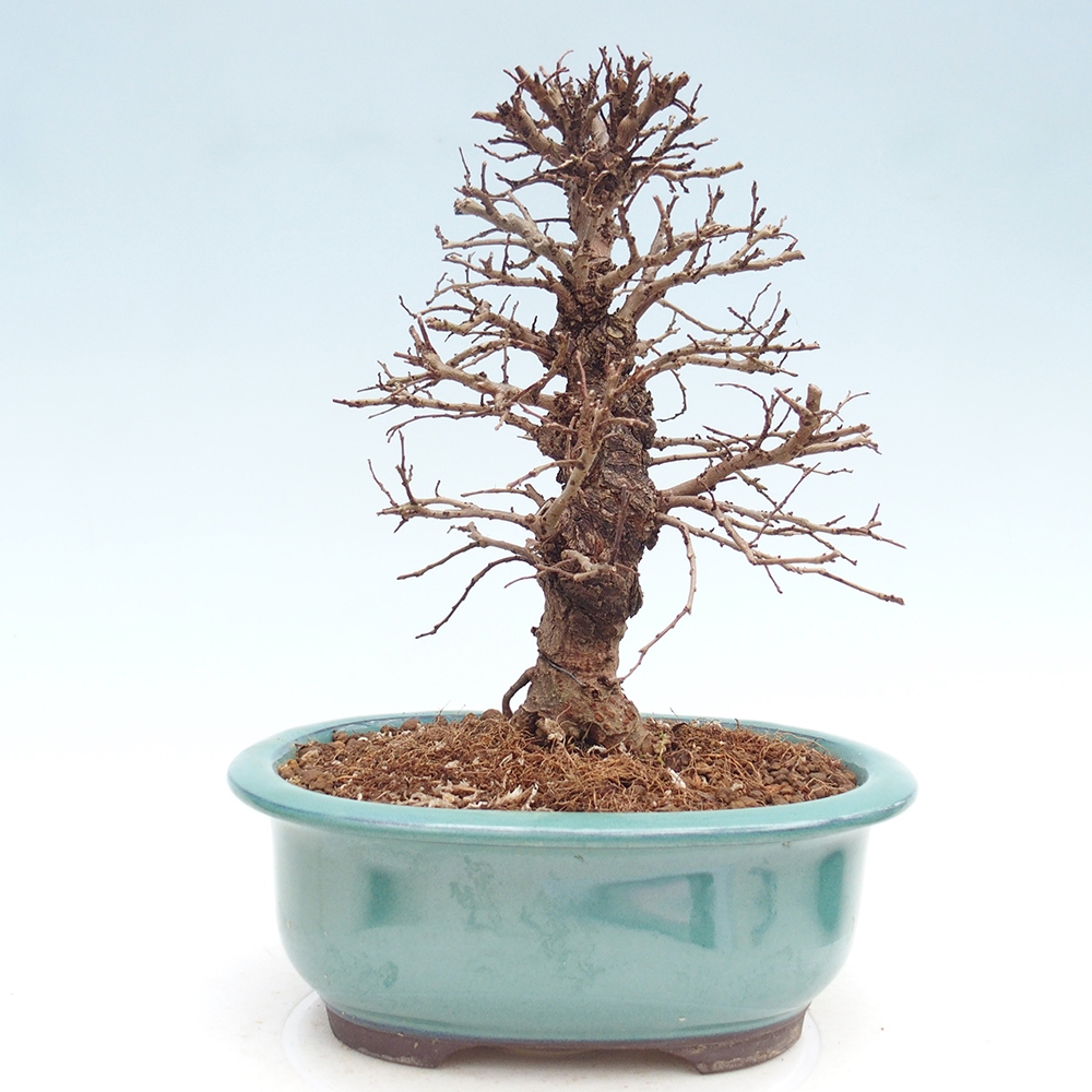 Bonsai da esterno - Zelkova - Zelkova NIRE