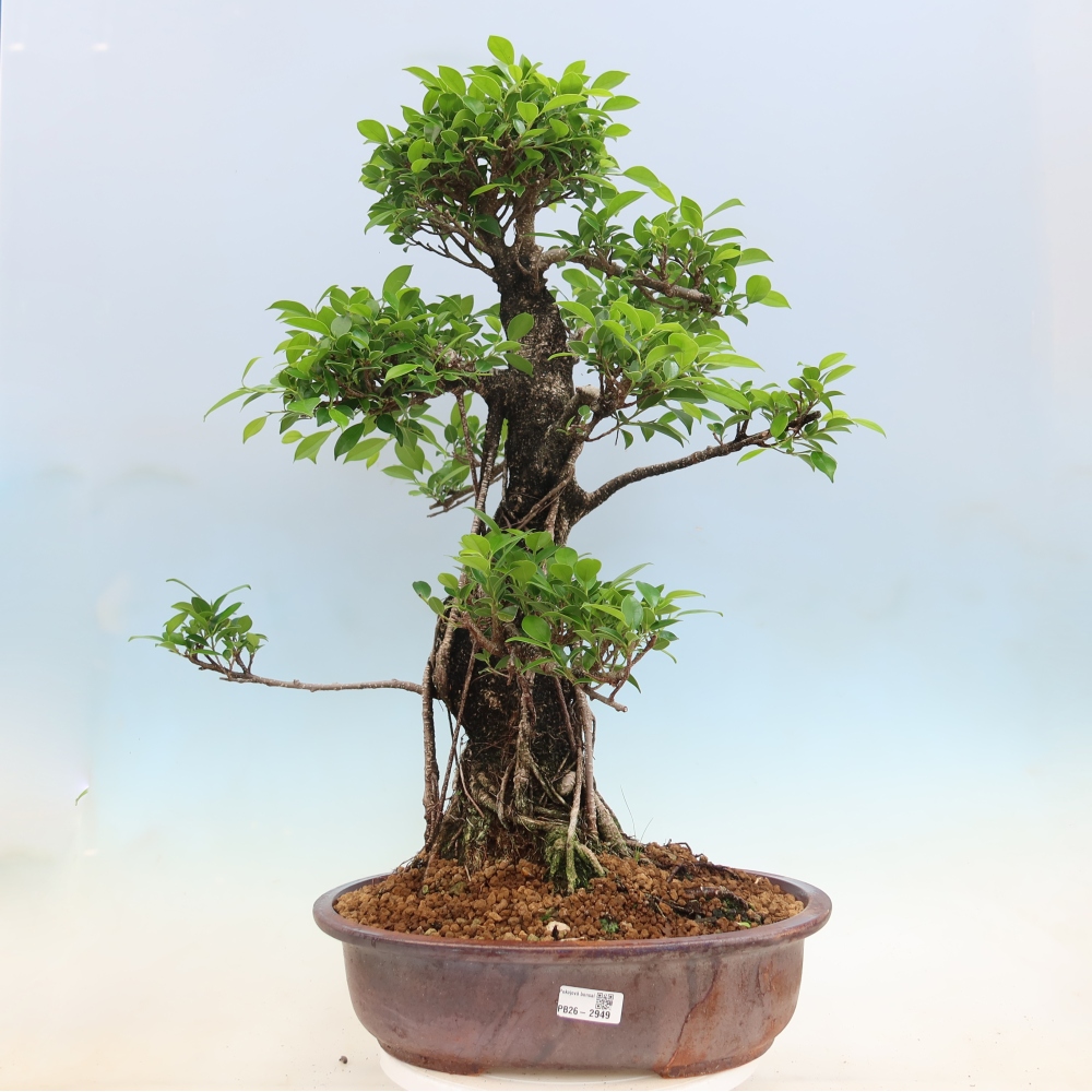 Camera bonsai - Ficus kimmen - ficus a foglie piccole