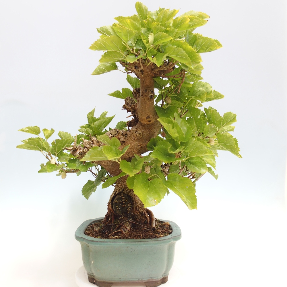 Bonsai da esterno -Morus alba - gelso