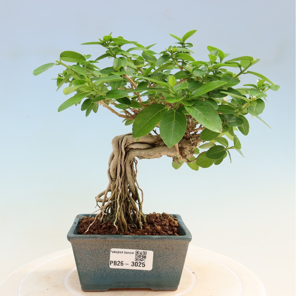 Bonsai da interno - Premna serratifolia - Kozlovna malolista