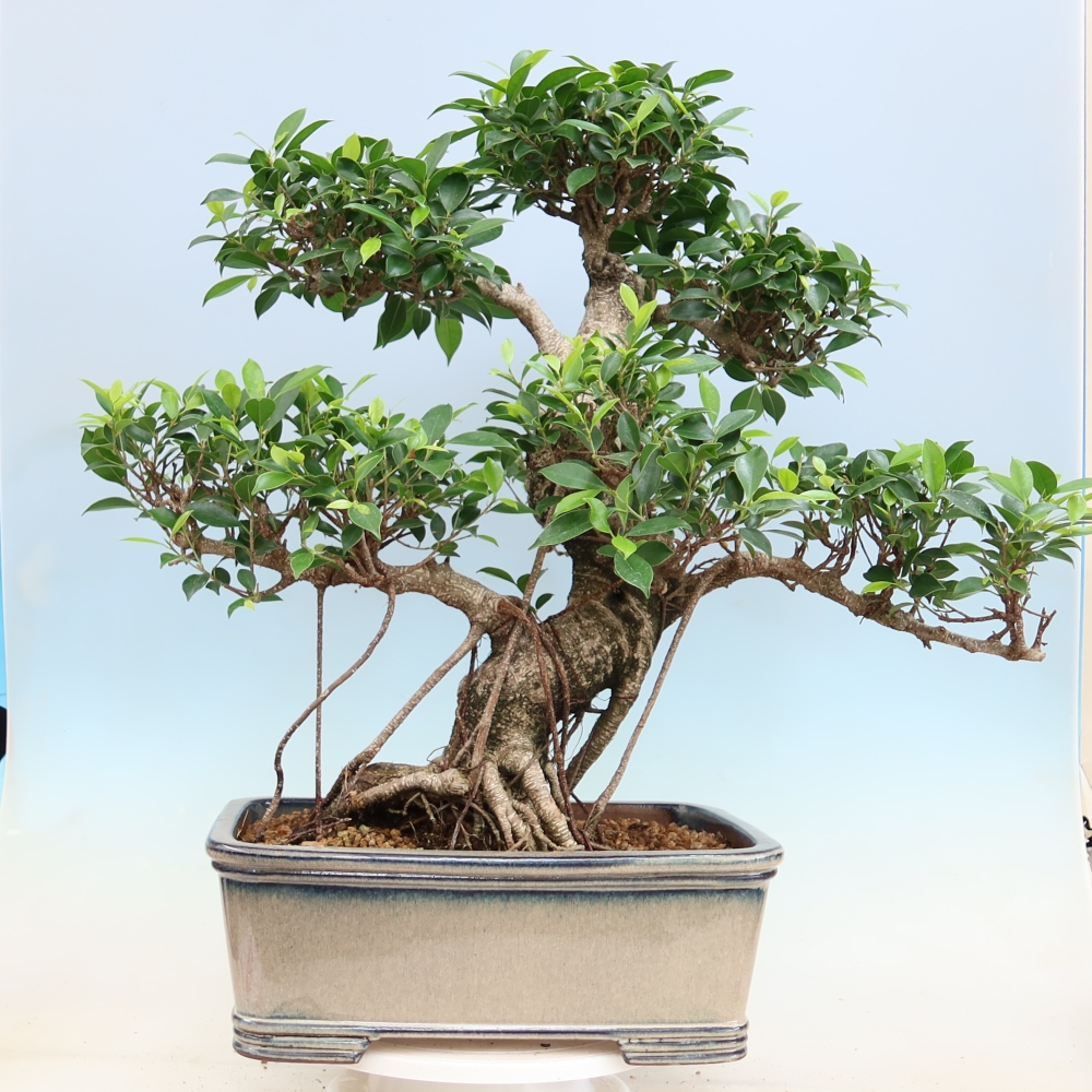Camera bonsai - Ficus kimmen - ficus a foglie piccole