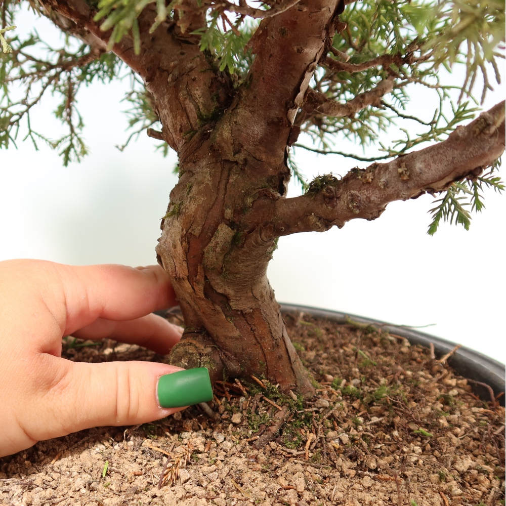 Bonsai da esterno - Juniperus chinensis Itoigawa-Juniperus chinensis