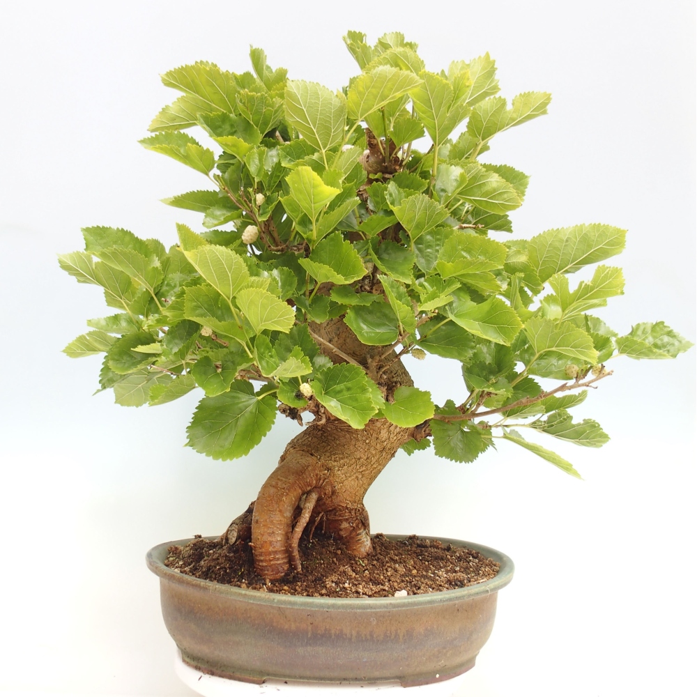 Bonsai da esterno -Morus alba - gelso