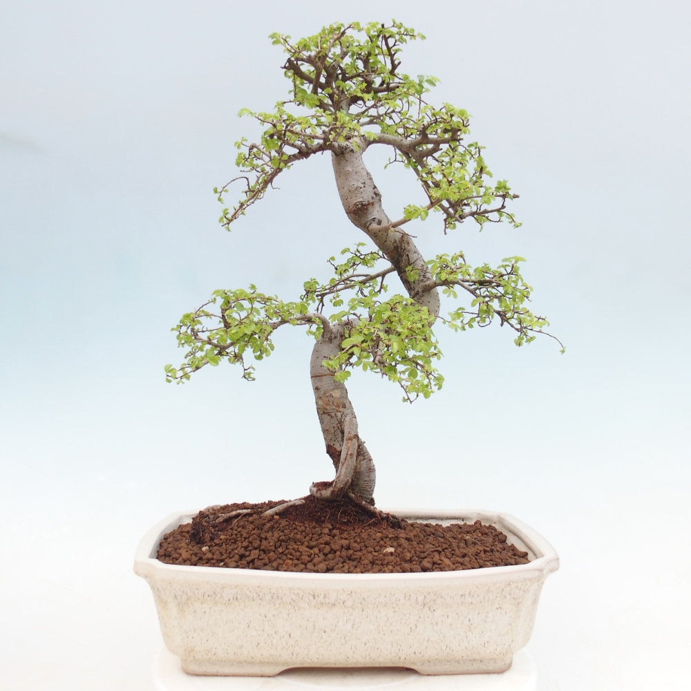Camera bonsai - Ulmus parvifolia - Olmo a foglie piccole