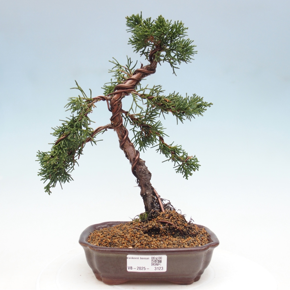 Bonsai da esterno - Juniperus chinensis Kishu