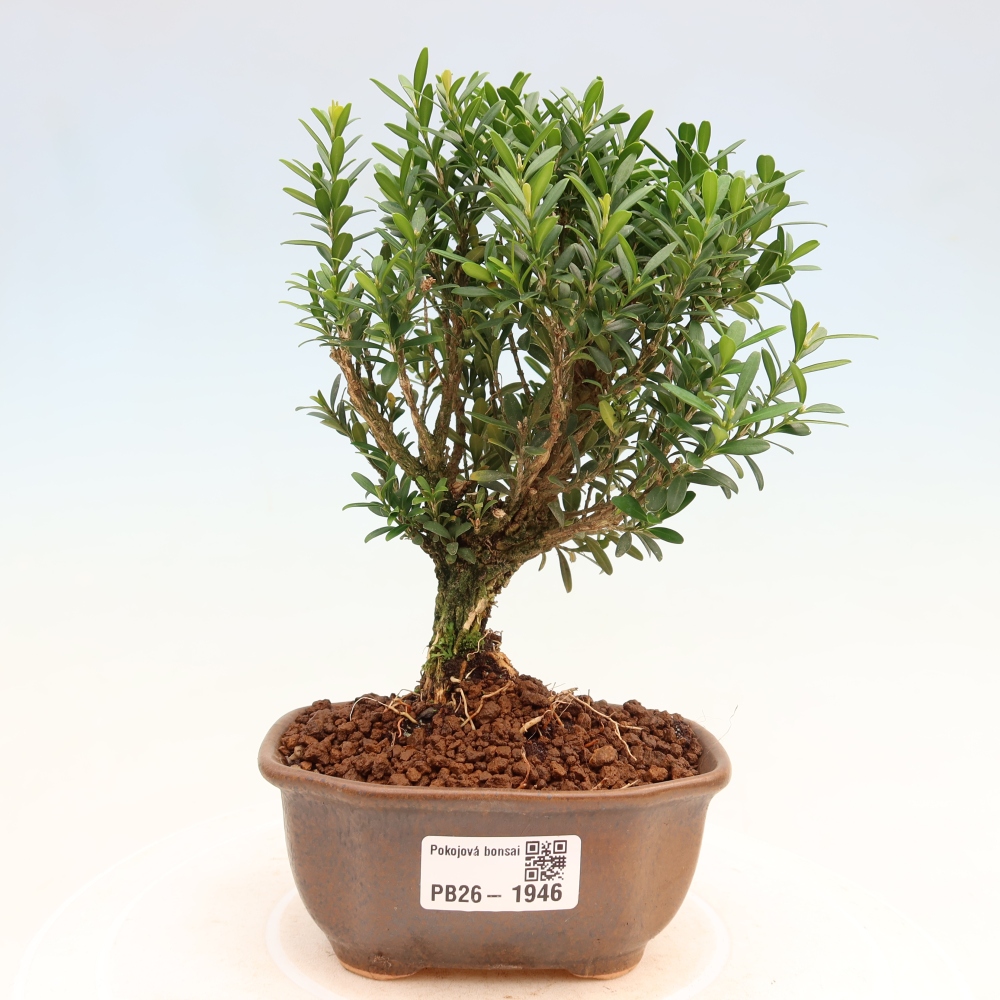 Camera bonsai - Buxus harlandii - buxus da sughero