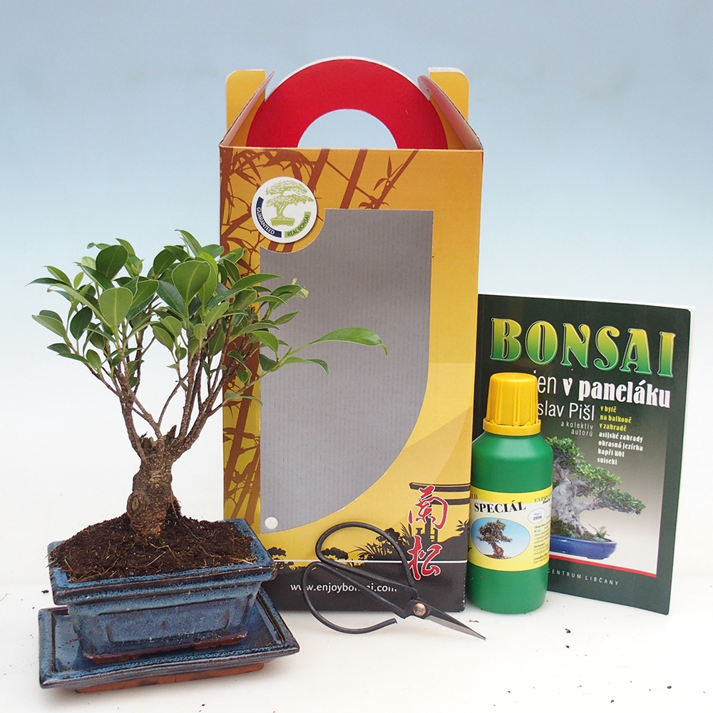 Bonsai da camera in confezione regalo Ficus retusa - Ficus a foglie piccole