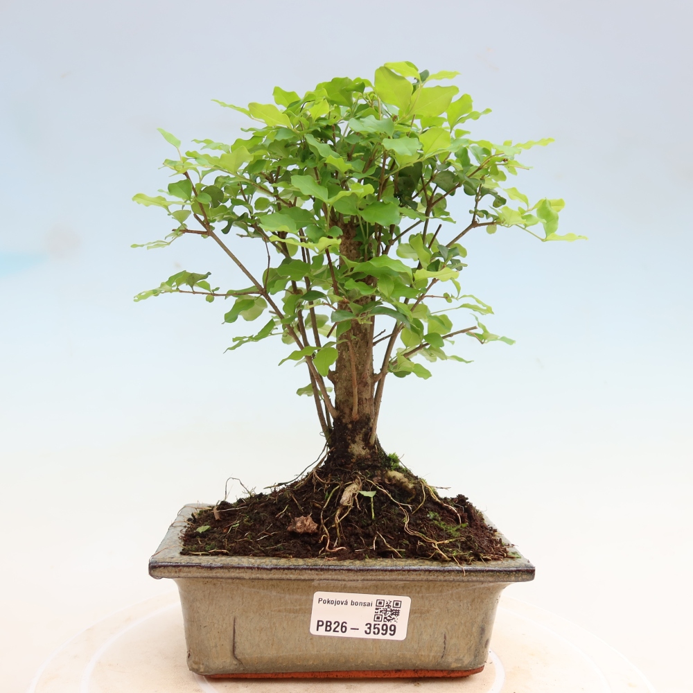 Camera bonsai -Ligustrum chinensis - Becco d'uccello