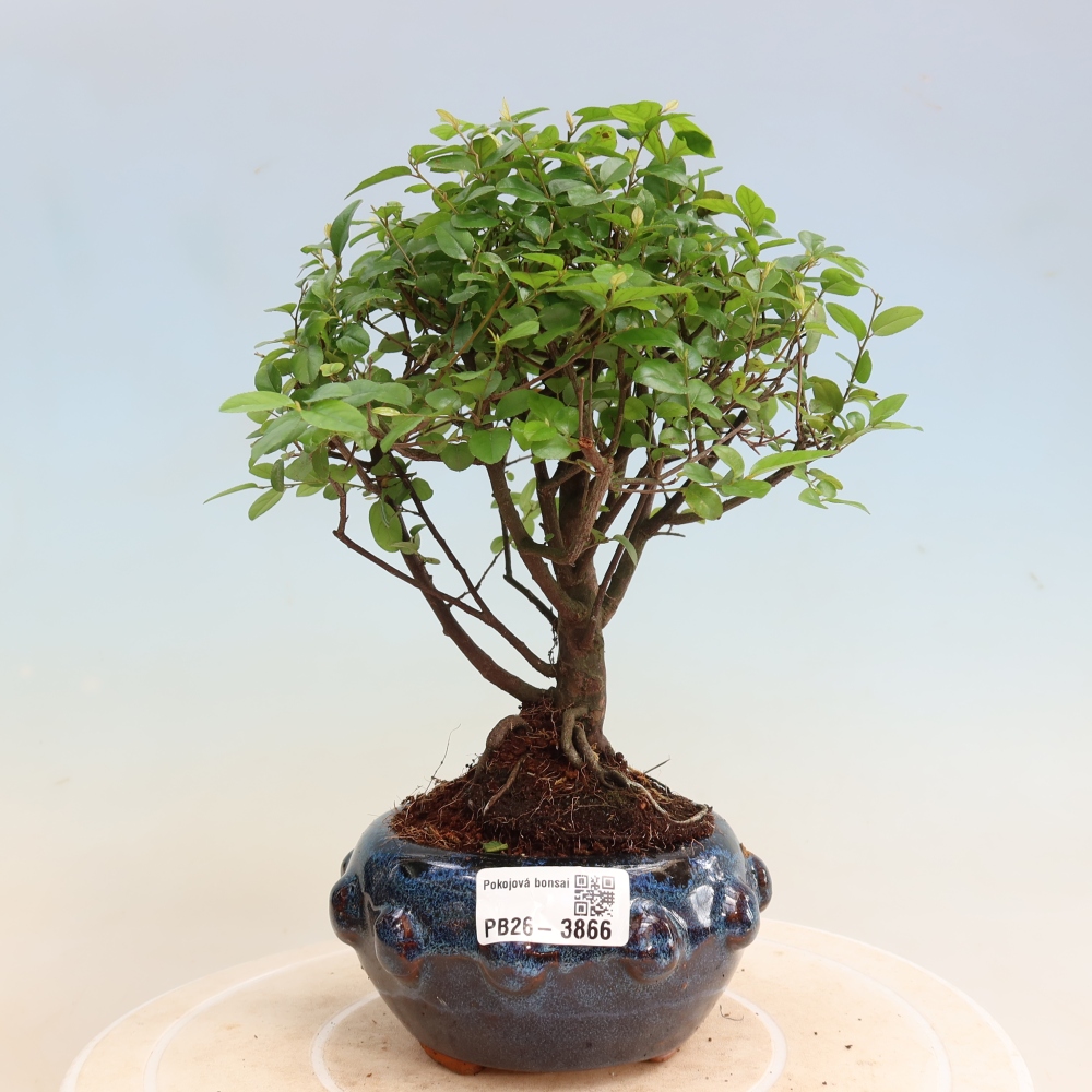 Camera bonsai - Sageretia thea - Sageretia thea
