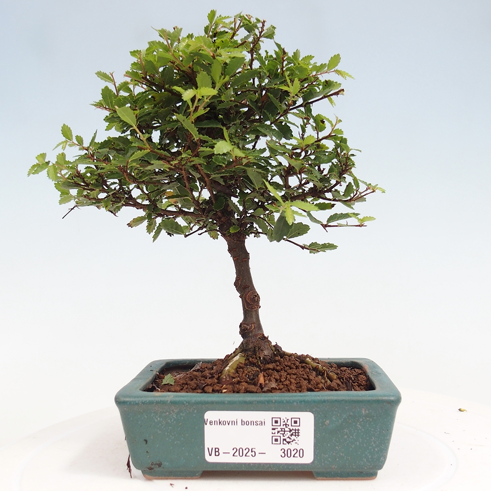 Bonsai da esterno - Ulmus parvifolia Sagei - Olmo a foglie piccole