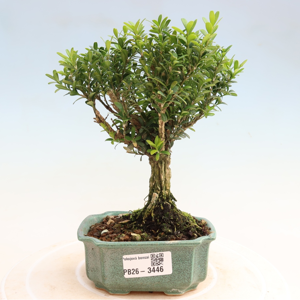 Camera bonsai - Buxus harlandii - buxus da sughero
